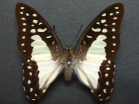 Graphium eurypylus lycaon - Adult